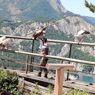 CIGOGNES ET VAUTOURS