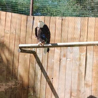 AIGLE