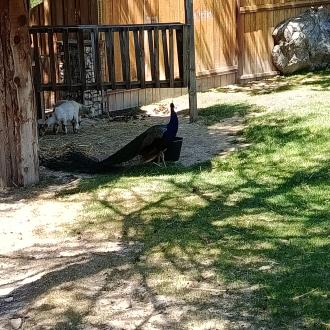 ane